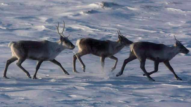 Quebec and Ottawa resume discussions on caribou protection
