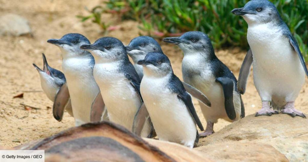 Australia: The mystery of the discovery of twenty beheaded penguins on the beach
