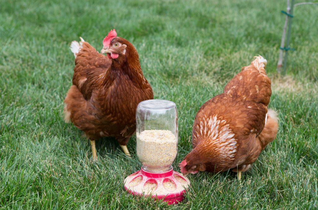 Des précautions s’imposent sur toutes les fermes pour prévenir la grippe aviaire