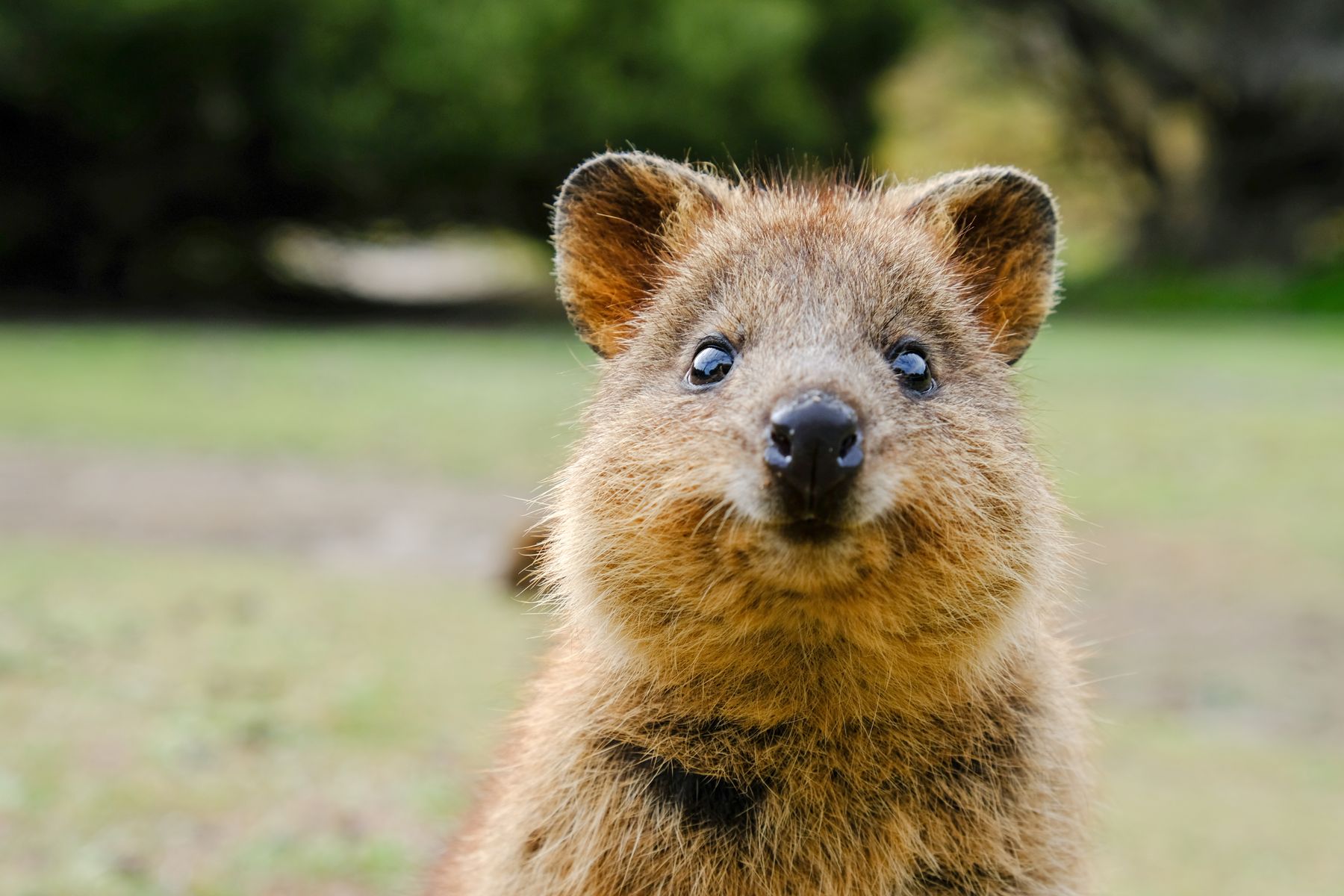 Western Australia: Meeting animals