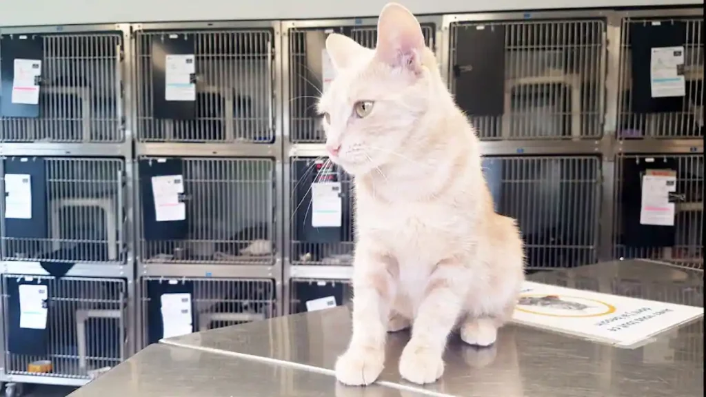 There are too many cats to adopt in the Spa of Quebec