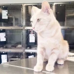 There are too many cats to adopt in the Spa of Quebec