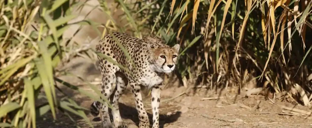 A female cheetah gives birth to three cubs, which is a rare phenomenon