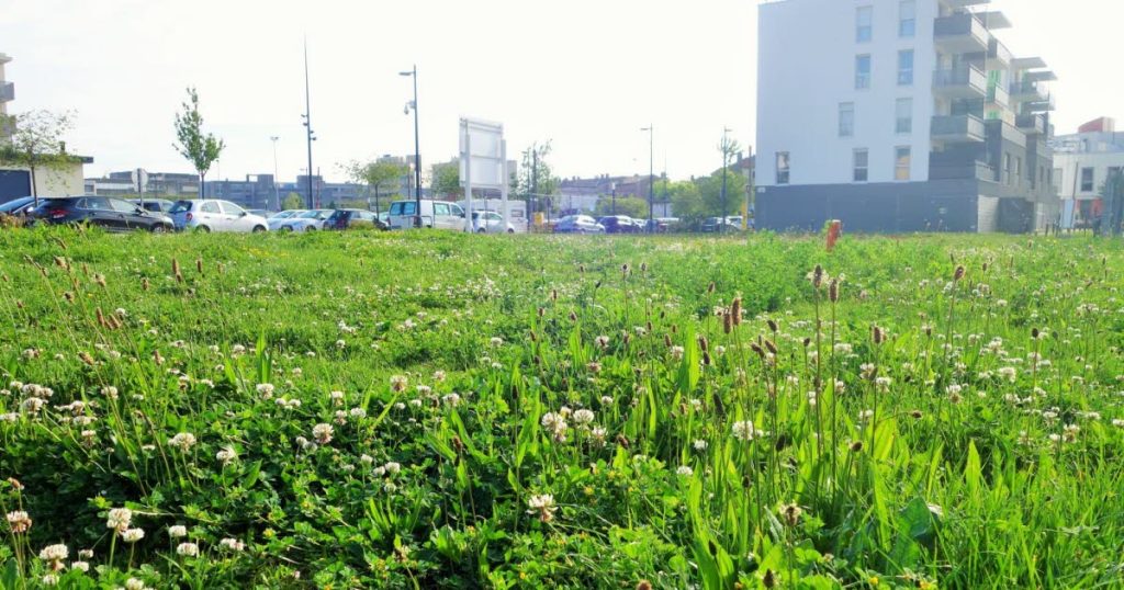 Fears of the disappearance of grass areas