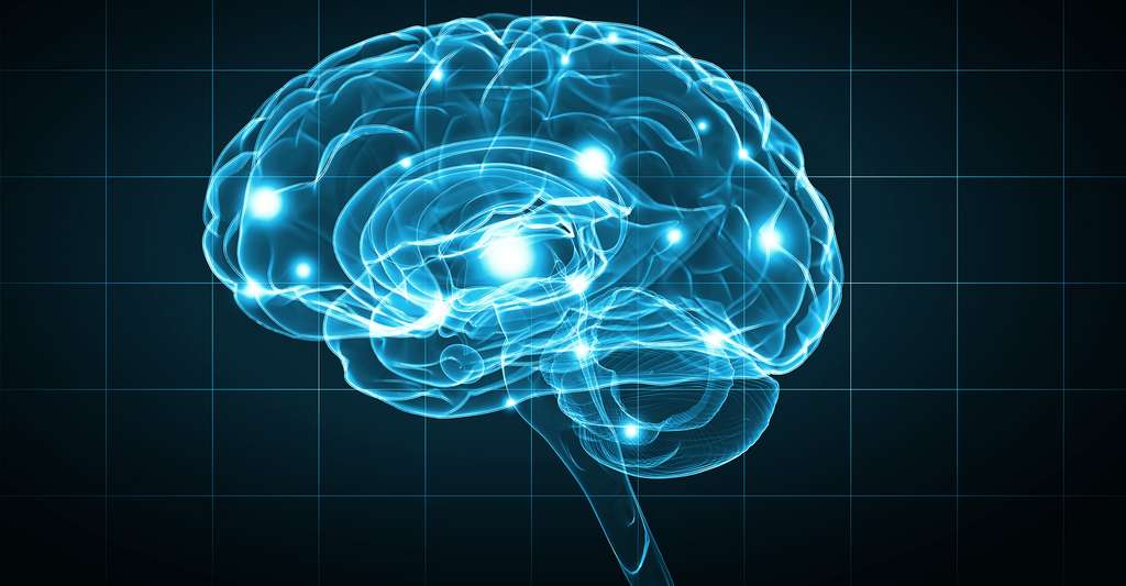 The damage SARS-CoV-2 does to the brain can be very significant in some patients.  © Sergei Nevins, Shutterstock