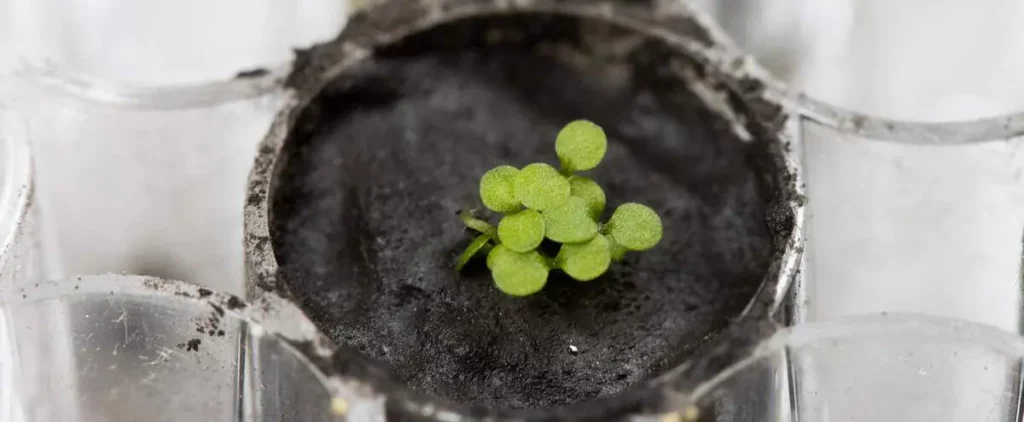 Scientists have planted plants in the soil of the moon
