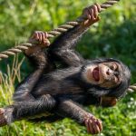 Those chimpanzees who only lack speech