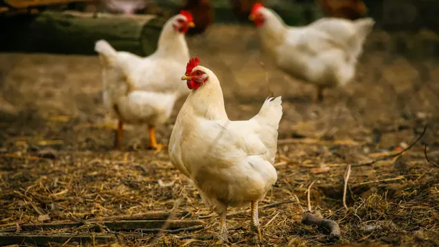 Three new outbreaks of bird flu detected in Alberta