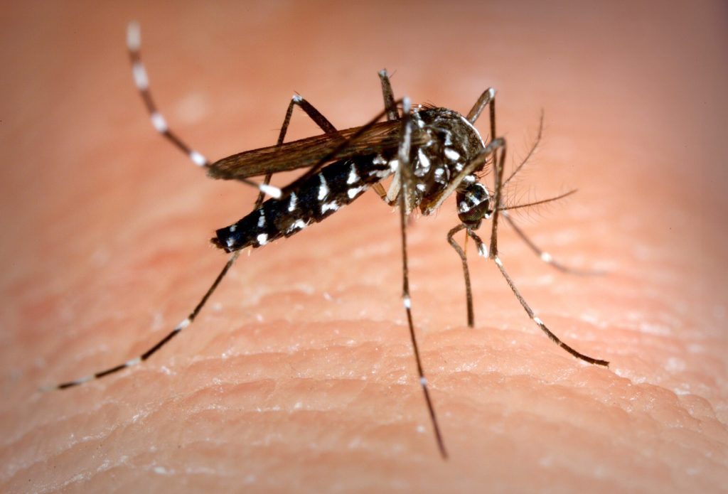 NÎMES Confirmed case of dengue fever: Kennedy-area mosquito control operation Thursday night to Friday
