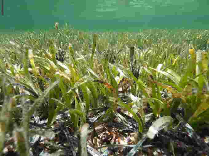 Posidonia australis seagrass meadow in Shark Bay.  Photo by Sahra Bell, PhD graduate from the University of Western Australia