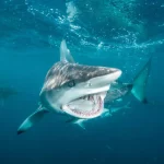 A young woman bitten by a shark in Florida, repeated attacks