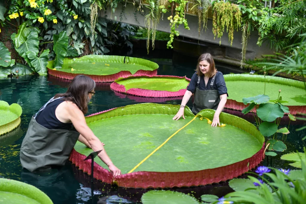 The first giant water lily was discovered over a century ago