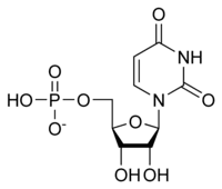 The structure of uridine monophosphate