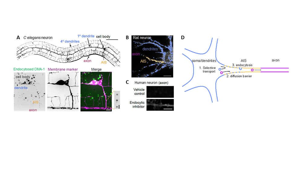 📰 To maintain neuronal polarity, endocytosis at the base of the axon is essential