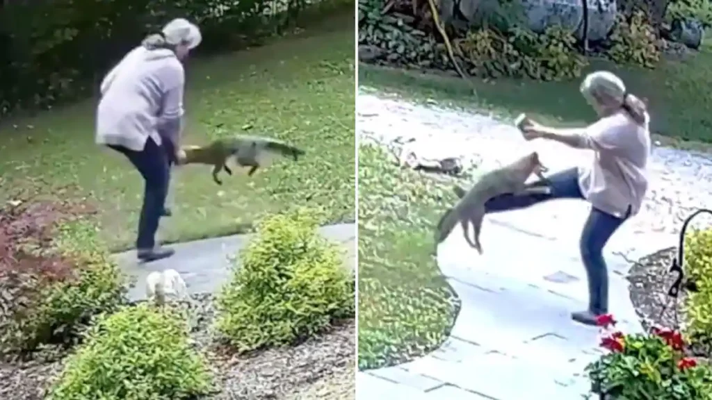 A mad fox secretly attacks a woman while she is talking on the phone