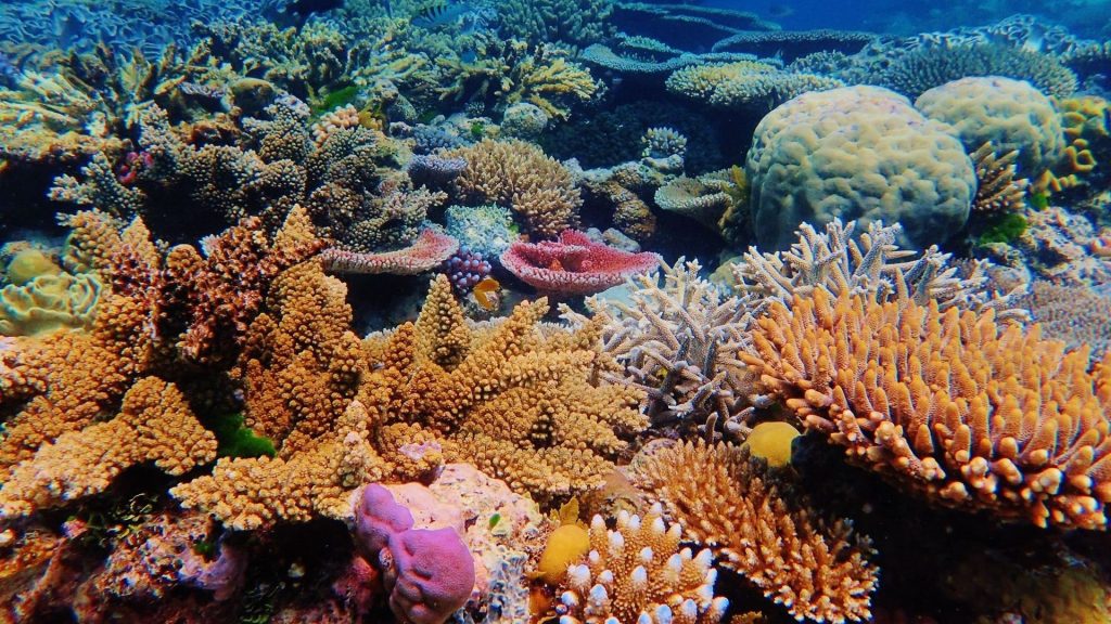 Australia: A coral reef in the Great Barrier Reef