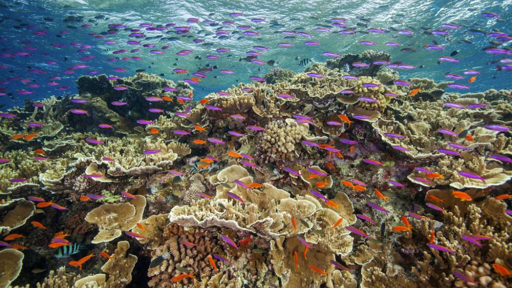 Australia's Great Barrier Reef Trust