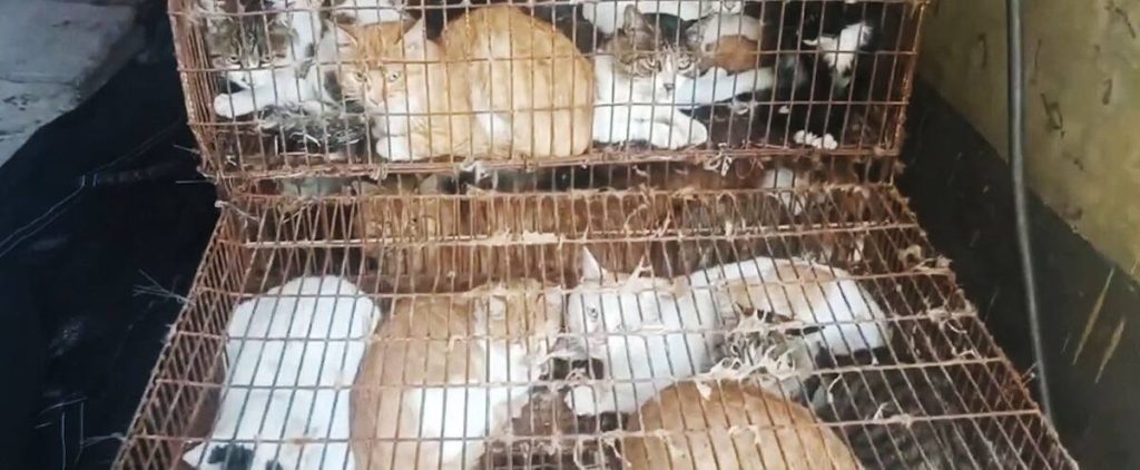 Human consumption: Police in China rescued 150 cats from a pot