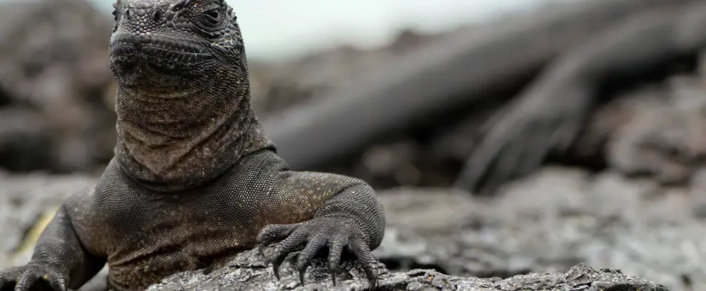 Iguanas that disappeared a century ago are breeding again in the Galapagos
