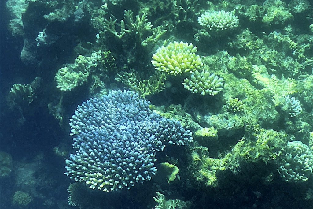 In Australia, coral reefs are making a comeback in the Great Barrier Reef