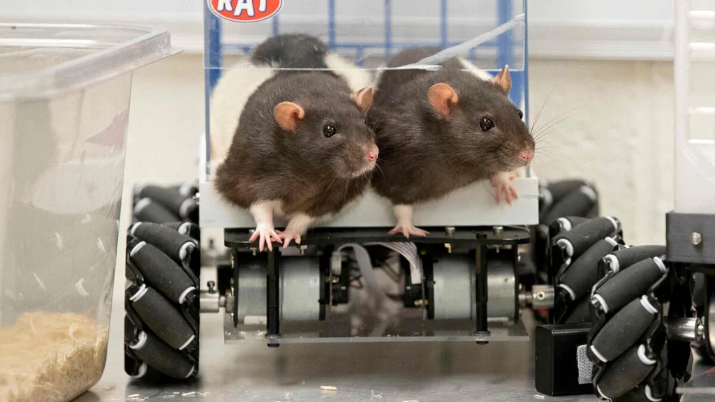 Video.  In the United States, rats learn to drive for a science experiment