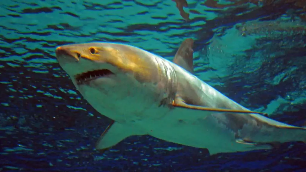 Vlogger eats a great white shark and police investigate