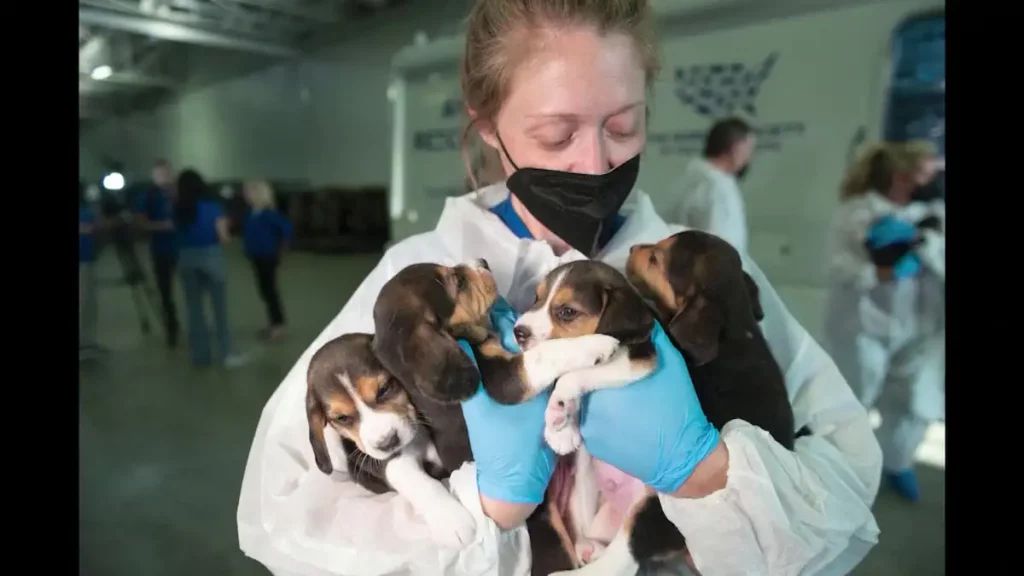 on video |  4,000 beagle dogs rescued from animal testing lab