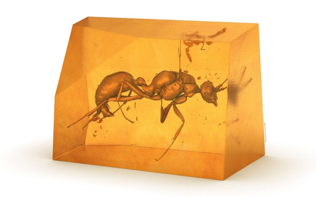 New species of extinct ants discovered in amber