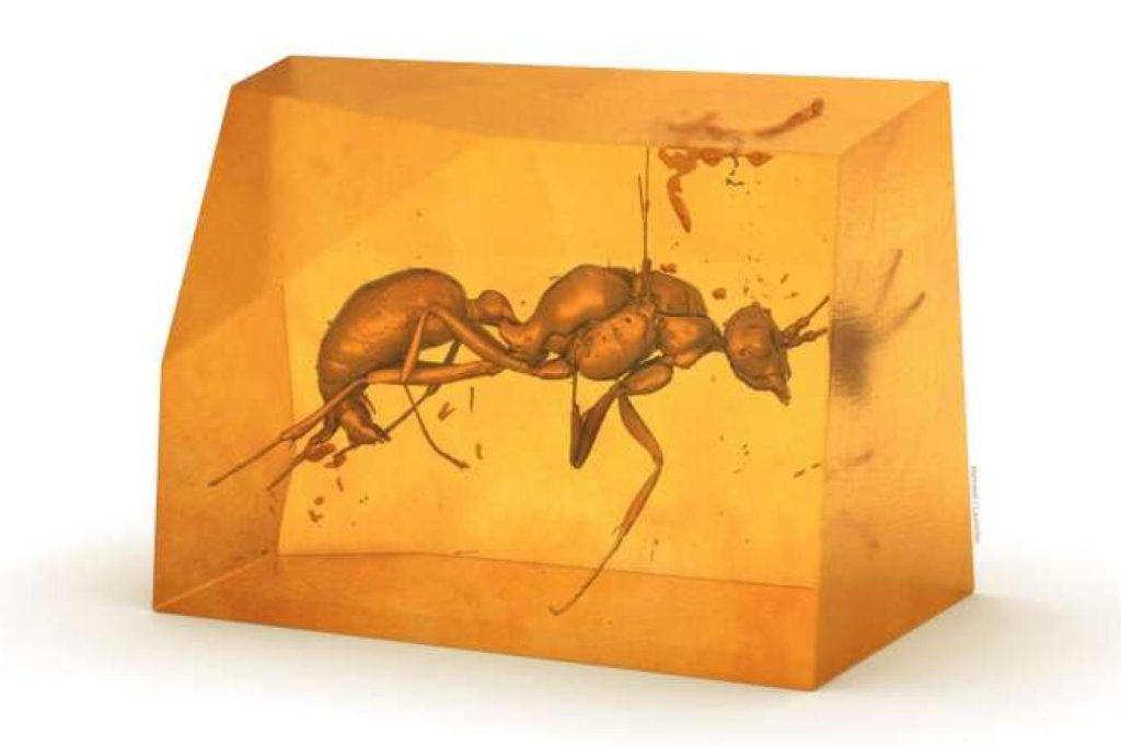 New species of ants discovered trapped in amber in Africa