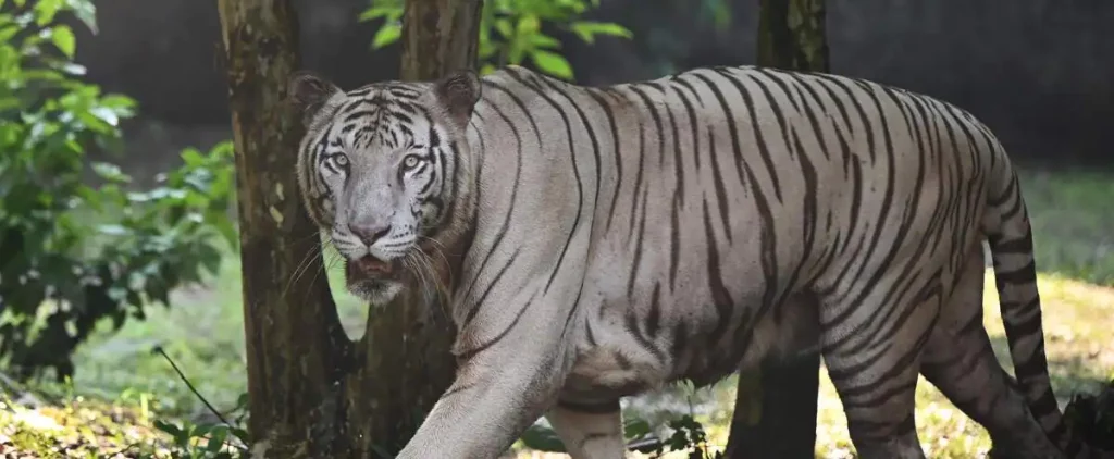 An Indian woman fights a tiger with her bare hands to save her baby