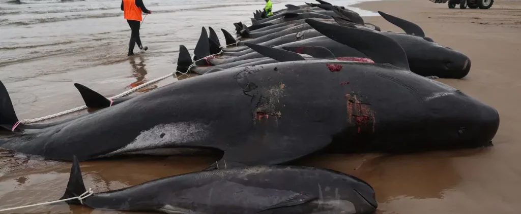 Australia: Race against time to save last cetaceans stranded on beaches