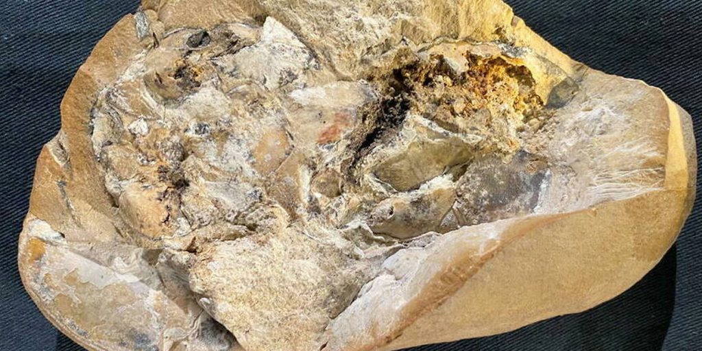 Australia: a very rare discovery that fascinates paleontologists