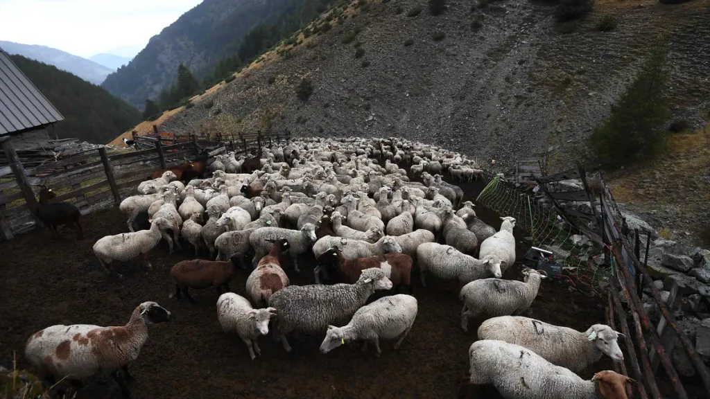Nearly 170 sheep were found dead after being thrown into the void