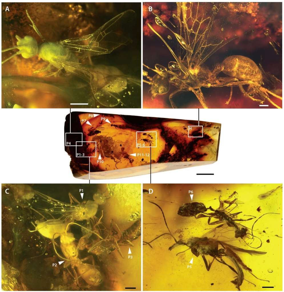 The complete amber Desyopone is here.  Scale bars: 0.5 mm.  © Brendon E. Bodinot et al., Insects (2022)