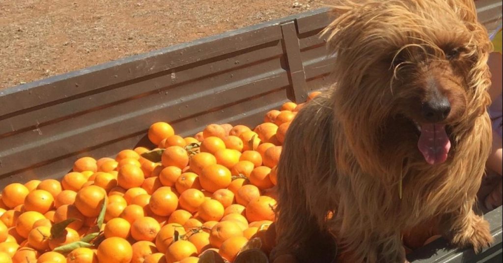 The adventurous dog roams on its own across Australia