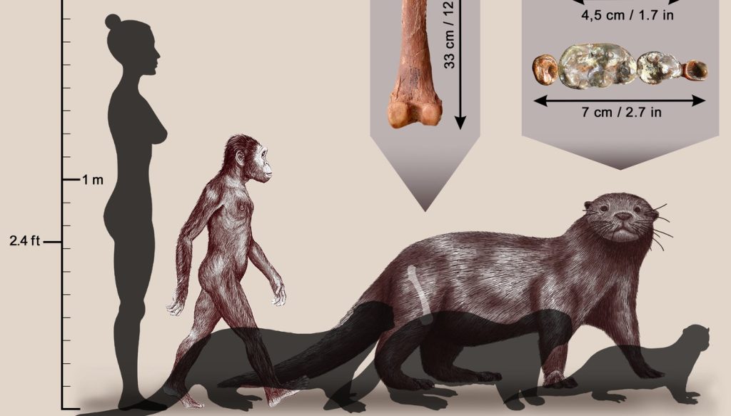 loure homo autralopitheque échelle