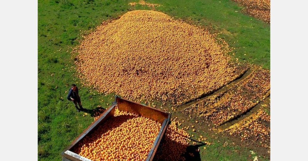 300 tonnes of oranges were thrown away in Australia