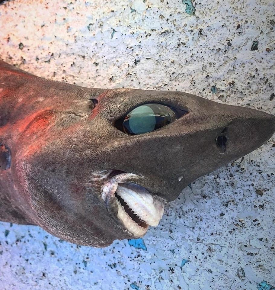 An unidentified "dream" shark was caught at a depth of 650 meters, as far as we know