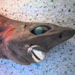 An unidentified “dream” shark was caught at a depth of 650 meters, as far as we know