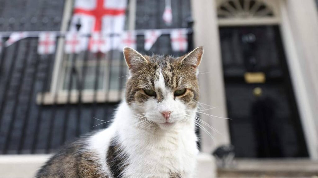 Caviar and lobsters are on Larry the Cat's menu at 10 Downing Street
