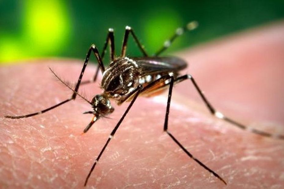 Dengue fever in Reunion: a slight increase in the number of cases