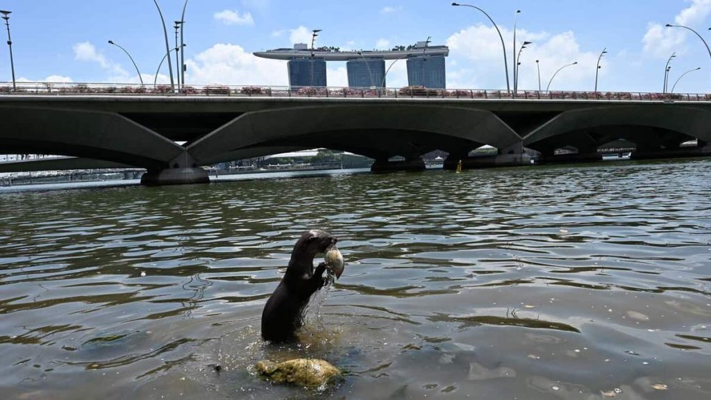 Pictures |  Otters invade Singapore