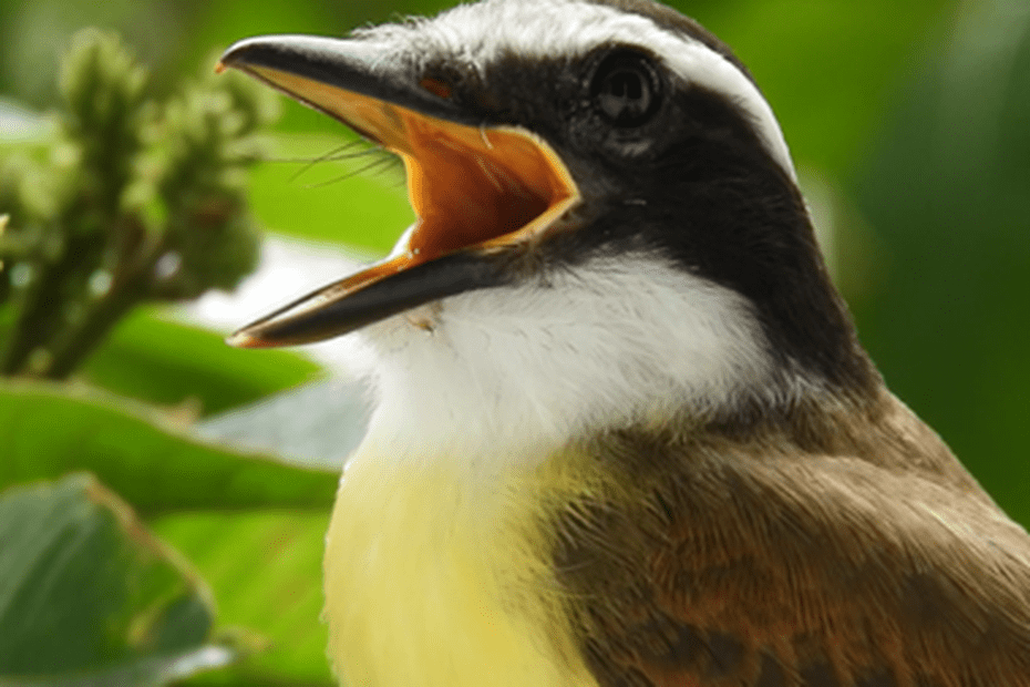 Fête de la Science: Discovering the Bird Life of French Guiana with Saint Laurent Town Hall