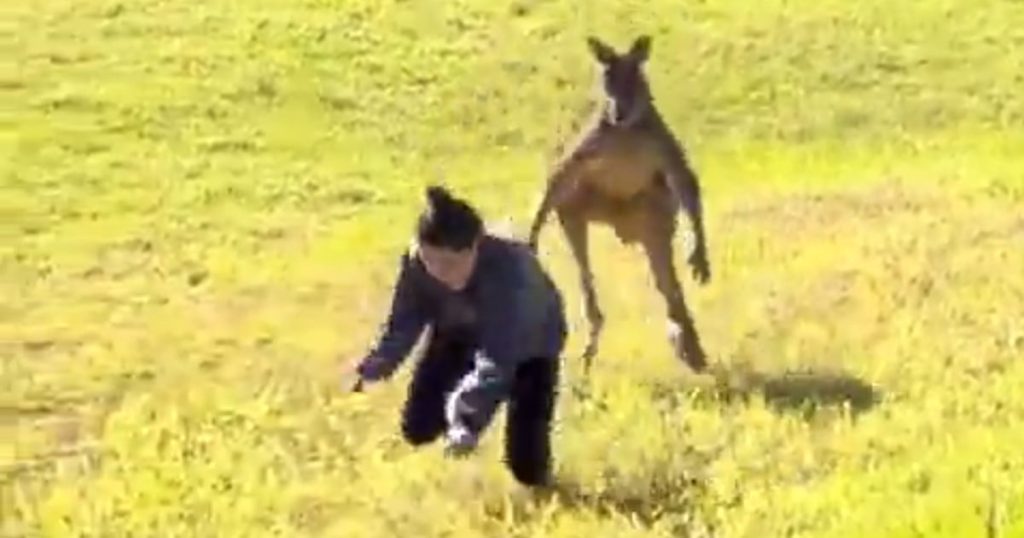 A kangaroo attacked a tourist for trying to pet him