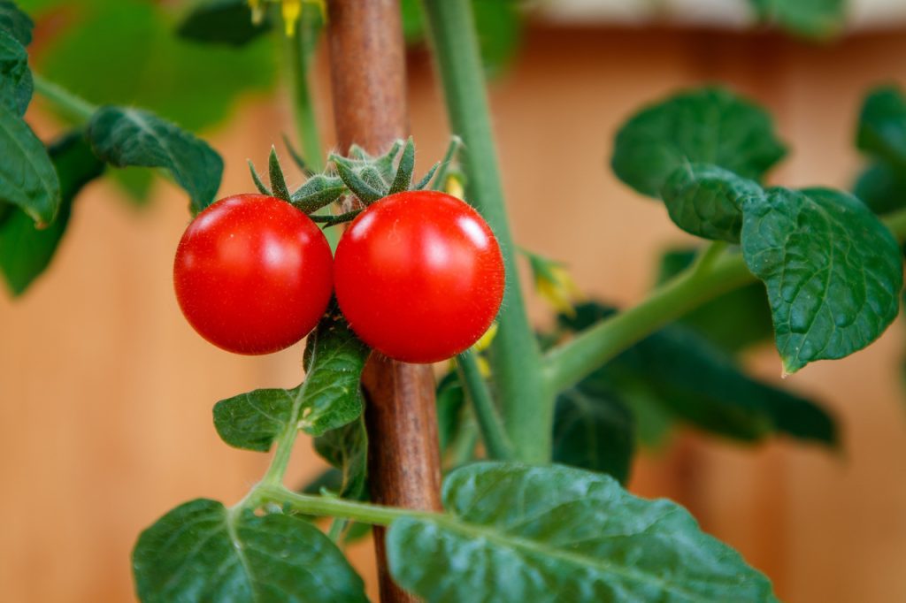 espace entre pied de tomate